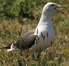 juvenile LBBG in October, ringed in Norway. (131273 bytes)